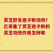 灵芝野生孢子粉功效？已采集了灵芝孢子粉的灵芝功效作用怎样呢