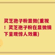 灵芝孢子粉显微(重视！灵芝孢子粉在显微镜下呈现惊人效果)