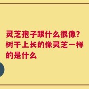 灵芝孢子跟什么很像？树干上长的像灵芝一样的是什么