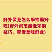 野外灵芝怎么采摘最好吃(野外灵芝最佳采摘技巧，享受美味鲜食)