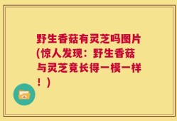 野生香菇有灵芝吗图片(惊人发现：野生香菇与灵芝竟长得一模一样！)
