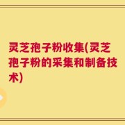 灵芝孢子粉收集(灵芝孢子粉的采集和制备技术)