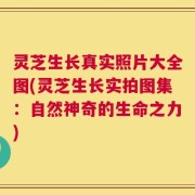 灵芝生长真实照片大全图(灵芝生长实拍图集：自然神奇的生命之力)