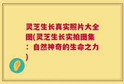 灵芝生长真实照片大全图(灵芝生长实拍图集：自然神奇的生命之力)