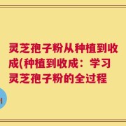 灵芝孢子粉从种植到收成(种植到收成：学习灵芝孢子粉的全过程