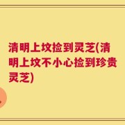 清明上坟捡到灵芝(清明上坟不小心捡到珍贵灵芝)