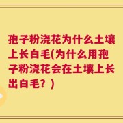 孢子粉浇花为什么土壤上长白毛(为什么用孢子粉浇花会在土壤上长出白毛？)