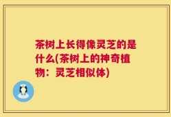 茶树上长得像灵芝的是什么(茶树上的神奇植物：灵芝相似体)