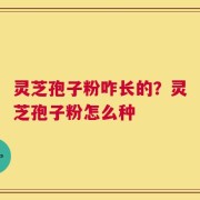 灵芝孢子粉咋长的？灵芝孢子粉怎么种