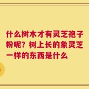 什么树木才有灵芝孢子粉呢？树上长的象灵芝一样的东西是什么