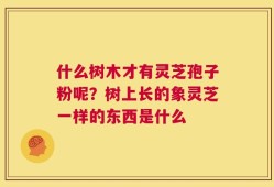什么树木才有灵芝孢子粉呢？树上长的象灵芝一样的东西是什么