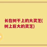 长在树干上的大灵芝(树上巨大的灵芝)