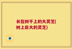 长在树干上的大灵芝(树上巨大的灵芝)