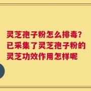 灵芝孢子粉怎么排毒？已采集了灵芝孢子粉的灵芝功效作用怎样呢