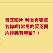 灵芝图片 种类有哪些名称呢(常见的灵芝图片种类有哪些？)