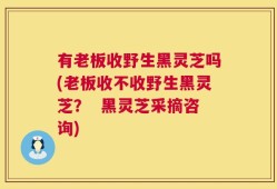 有老板收野生黑灵芝吗(老板收不收野生黑灵芝？  黑灵芝采摘咨询)