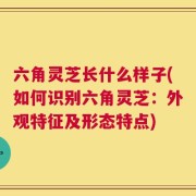 六角灵芝长什么样子(如何识别六角灵芝：外观特征及形态特点)