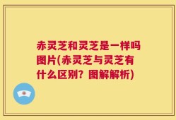 赤灵芝和灵芝是一样吗图片(赤灵芝与灵芝有什么区别？图解解析)