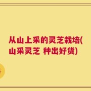 从山上采的灵芝栽培(山采灵芝 种出好货)