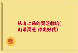 从山上采的灵芝栽培(山采灵芝 种出好货)