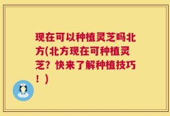 现在可以种植灵芝吗北方(北方现在可种植灵芝？快来了解种植技巧！)