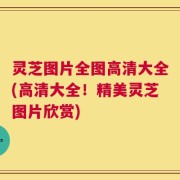 灵芝图片全图高清大全(高清大全！精美灵芝图片欣赏)