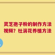 灵芝孢子粉的制作方法视频？杜涓花养植方法
