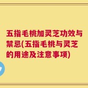 五指毛桃加灵芝功效与禁忌(五指毛桃与灵芝的用途及注意事项)