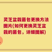 灵芝盆栽菌包更换方法图片(如何更换灵芝盆栽的菌包，详细图解)