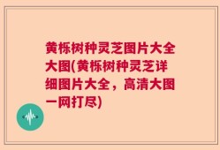 黄栎树种灵芝图片大全大图(黄栎树种灵芝详细图片大全，高清大图一网打尽)