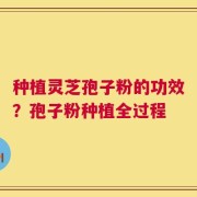 种植灵芝孢子粉的功效？孢子粉种植全过程