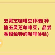 玉灵芝咖啡豆种植(种植玉灵芝咖啡豆，品尝香甜独特的咖啡体验)
