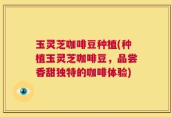 玉灵芝咖啡豆种植(种植玉灵芝咖啡豆，品尝香甜独特的咖啡体验)