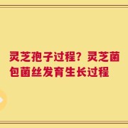 灵芝孢子过程？灵芝菌包菌丝发育生长过程