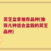 灵芝盆景推荐品种(推荐几种适合盆栽的灵芝品种)