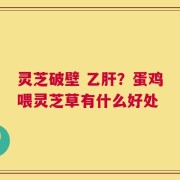 灵芝破壁 乙肝？蛋鸡喂灵芝草有什么好处