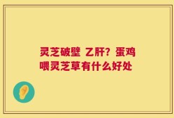灵芝破壁 乙肝？蛋鸡喂灵芝草有什么好处