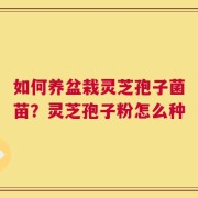 如何养盆栽灵芝孢子菌苗？灵芝孢子粉怎么种