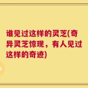 谁见过这样的灵芝(奇异灵芝惊现，有人见过这样的奇迹)