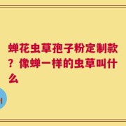 蝉花虫草孢子粉定制款？像蝉一样的虫草叫什么