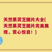 天然黑灵芝图片大全(天然黑灵芝图片完美展现，赏心悦目！)