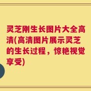 灵芝刚生长图片大全高清(高清图片展示灵芝的生长过程，惊艳视觉享受)