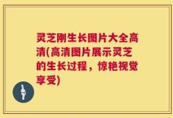 灵芝刚生长图片大全高清(高清图片展示灵芝的生长过程，惊艳视觉享受)