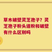 草木破壁灵芝孢子？灵芝孢子粉头道粉和破壁有什么区别吗