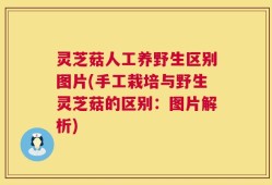 灵芝菇人工养野生区别图片(手工栽培与野生灵芝菇的区别：图片解析)