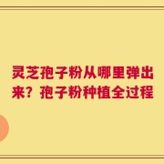 灵芝孢子粉从哪里弹出来？孢子粉种植全过程