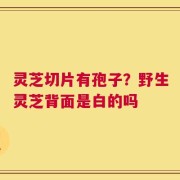 灵芝切片有孢子？野生灵芝背面是白的吗