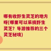 哪有收野生灵芝的地方呀(哪里可以采摘野生灵芝？导游推荐的三个灵芝秘境)