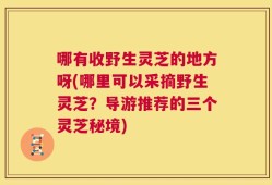 哪有收野生灵芝的地方呀(哪里可以采摘野生灵芝？导游推荐的三个灵芝秘境)