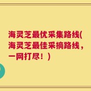 海灵芝最优采集路线(海灵芝最佳采摘路线，一网打尽！)